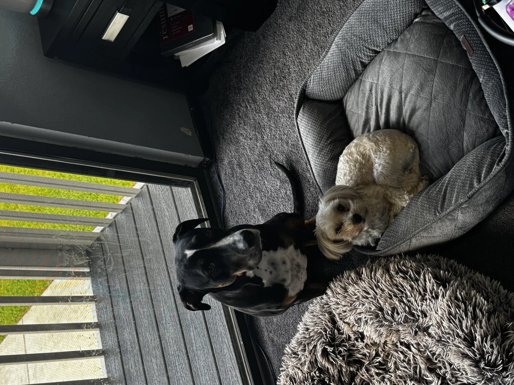Dogs relaxing